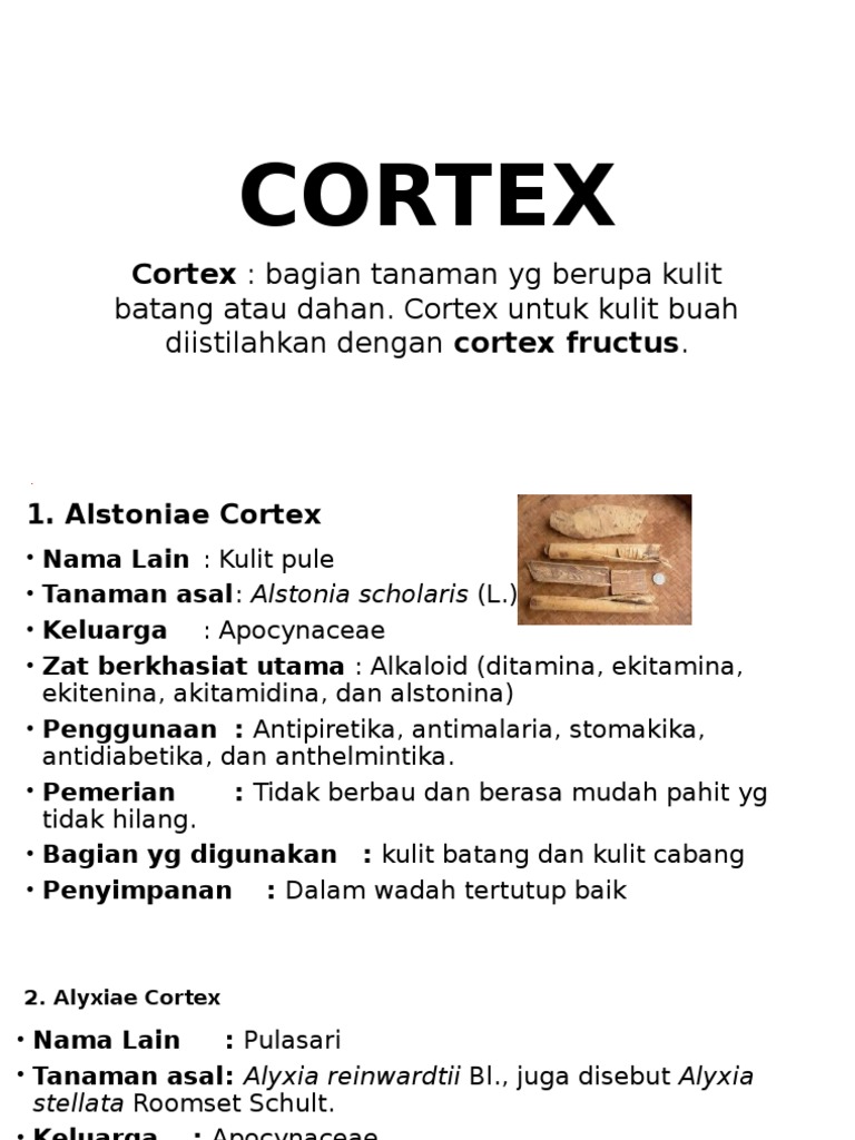 Cortex | PDF
