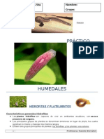 PRACTICO 13 Humedales (Hidrofitas -Platelmintos Hannie Bertalot