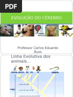 EVOLUÇÃO DO CÉREBRO