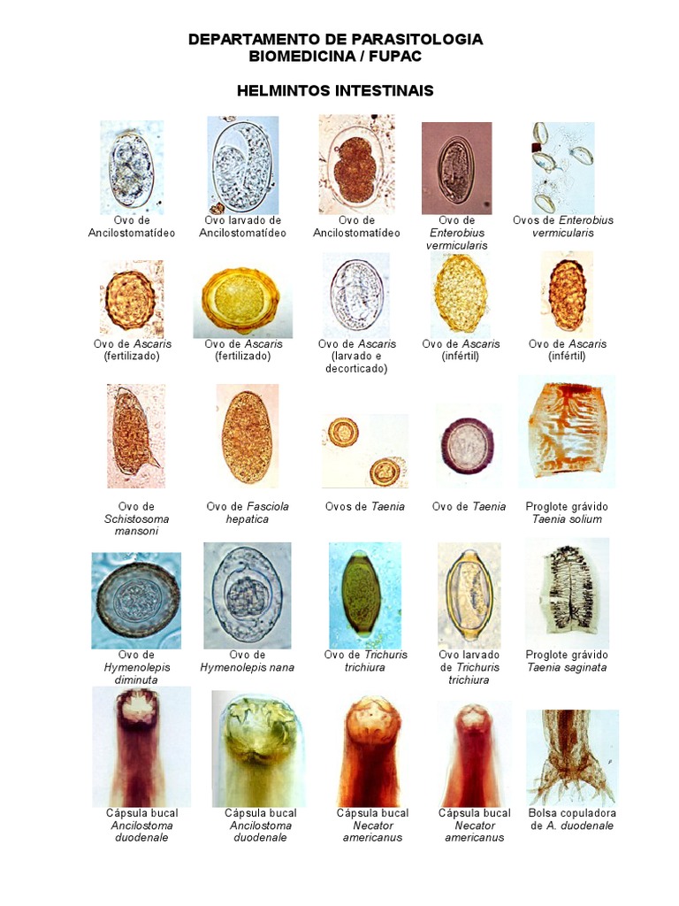 Coleção de imagens de ovos, cistos e parasitas intestinais e cavitários ...