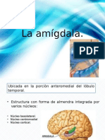 La Amígdala
