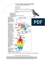 Respiratory System of Birds Anatomy and Function