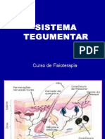 Pele Estrutura Funções