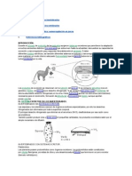 El Sistema Excretor en Los Invertebrados