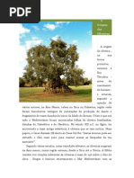 A Origem Das Oliveiras