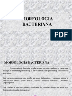 2.Morfologia_ultraestructura
