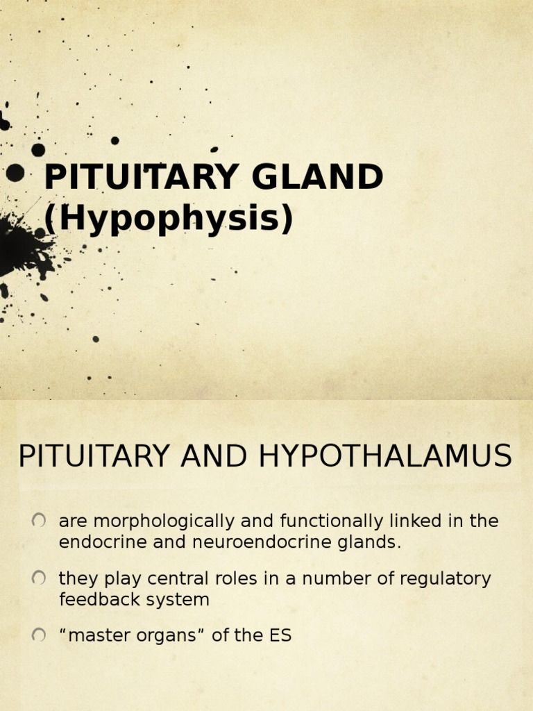 Endocrine System: Pituitary Gland | PDF | Pituitary Gland | Luteinizing ...