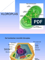 Kloroplas