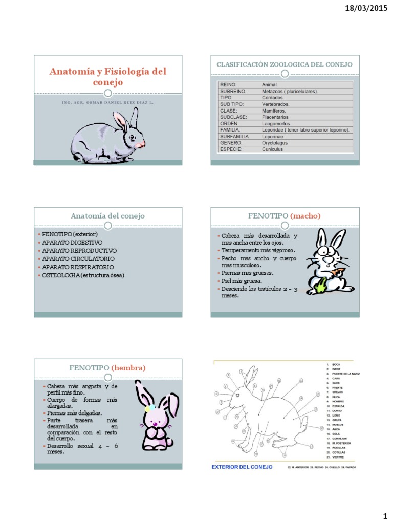 Anatomía y Fisiología del Conejo Sistema circulatorio Digestión