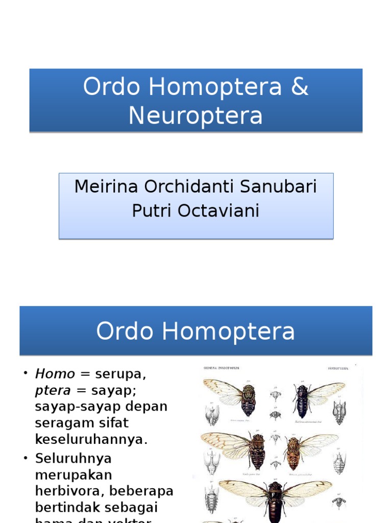 Klasifikasi Ordo Homoptera dan Neuroptera | PDF | Kajian Bahasa Asing ...