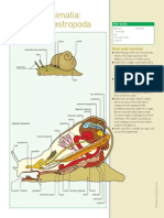 SVRbio115 - Gastropoda