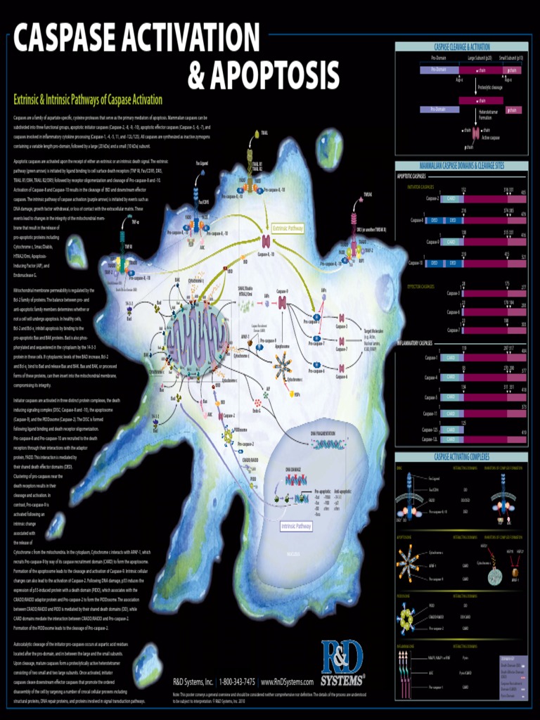Caspase Pathways in Apoptosis | PDF | Apoptosis | Metabolism