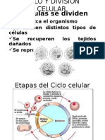 Ciclo y División Celular