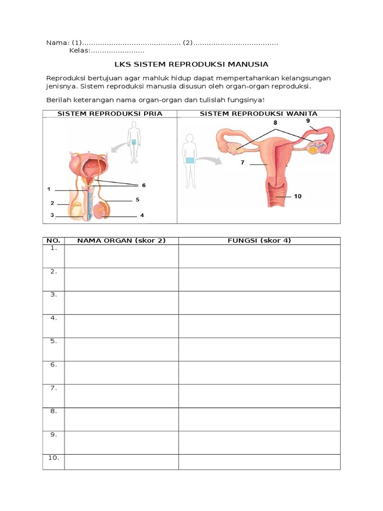 LKS Sistem Reproduksi Manusia