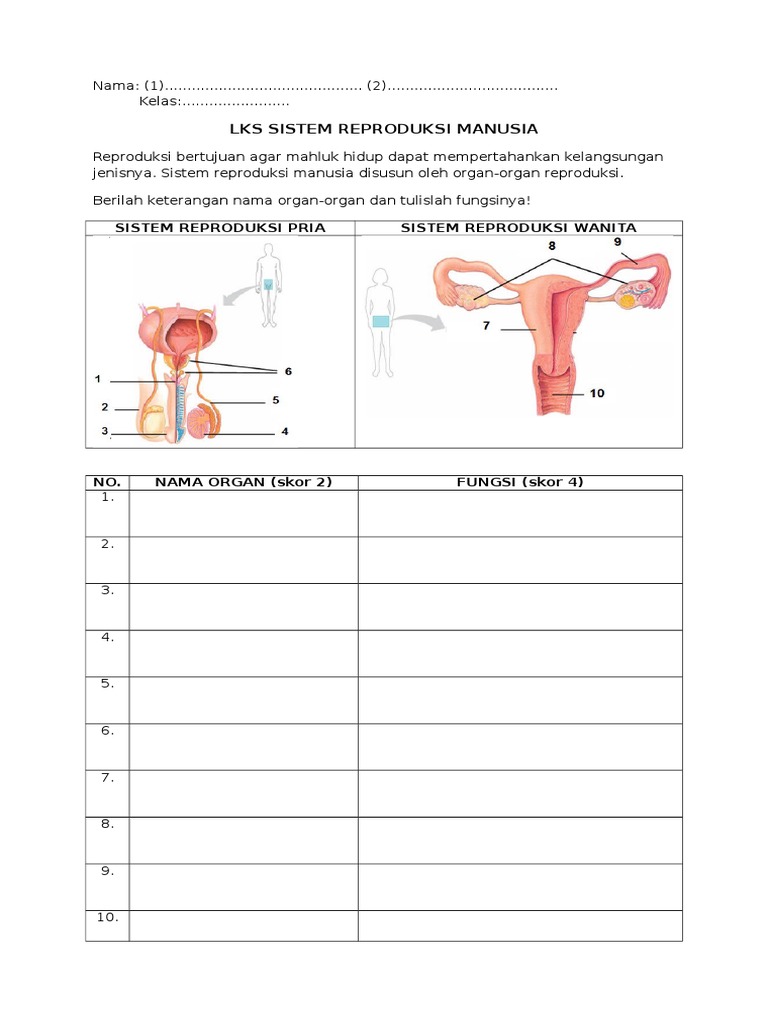 Lks Sistem Reproduksi Manusia