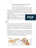 Capas y Funciones de La Estructura Interna Del Cabello