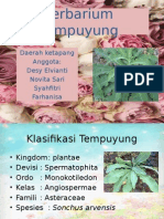 Ppt Herbarium