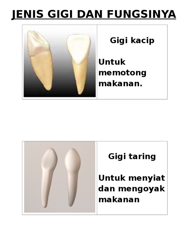 Jenis Gigi Dan Fungsinya Pdf