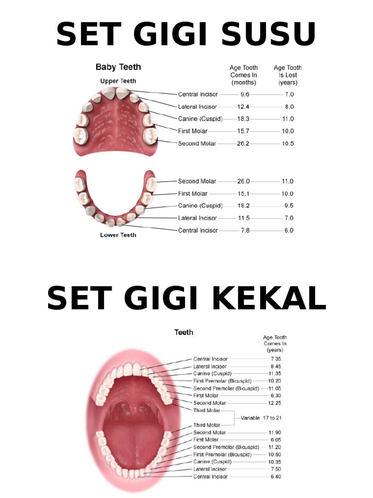 Set Gigi Susu Dan Kekal Pdf