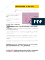 Niveles de Organización en Los Seres Vivos