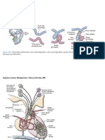 Endocrino Junqueira