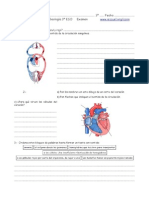 Examen o Taller Sist Circulatorio