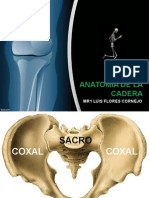 Anatomia Cadera