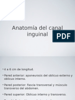 Anatomia Canal Inguinal