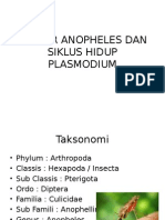 Vektor Anopheles Dan Siklus Hidup Plasmodium