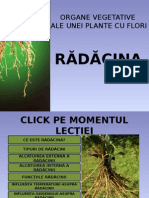 Radacina A5a