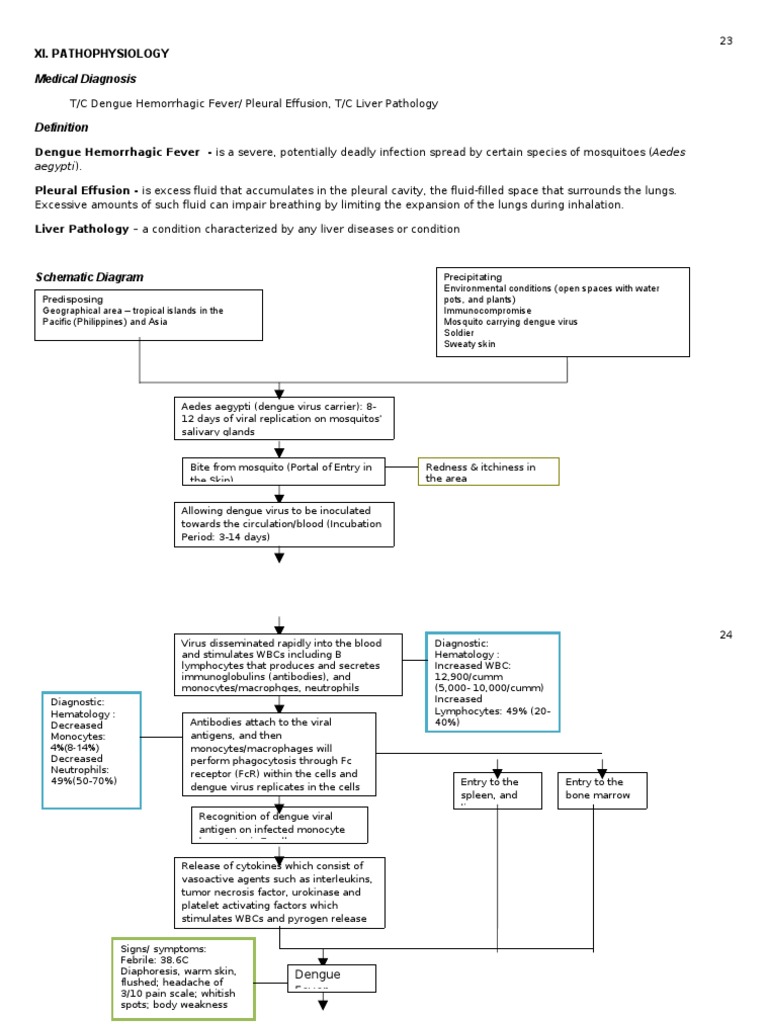 DENGUE HEMORRHAGIC FEVER PATHOPHYSIOLOGY | Macrophage | Fever