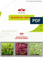 Budidaya Bayam