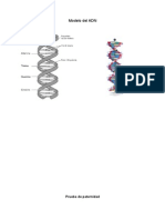 Modelo Del ADN