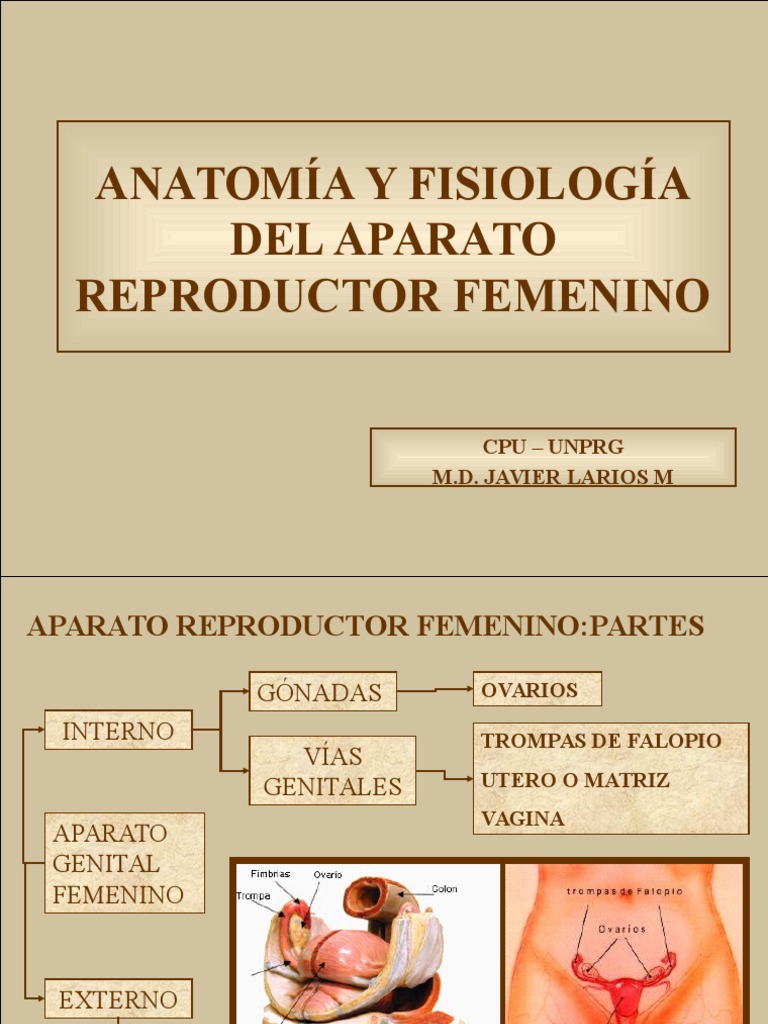 Anatomía y Fisiología Del Aparato Reproductor Femenino | PDF | Vagina