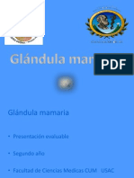  Glandula Mamaria 
