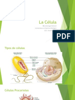 La Célula Eucariota y Procariota