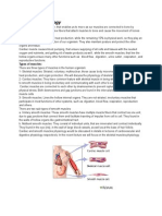 Muscles Physiology