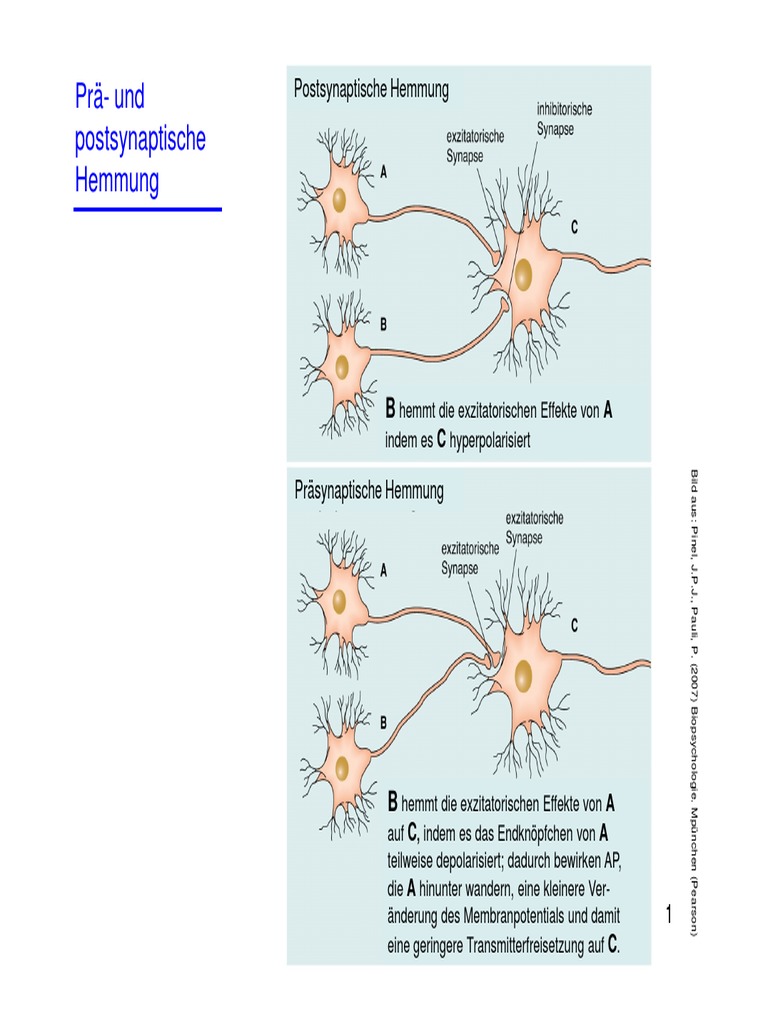 Schaltungen Visual Cortex Synapse