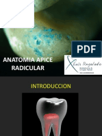 2daclaseanatomiaapiceradicular-110222173205-phpapp02