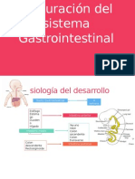 Maduración Del Sistema Gastrointestinal