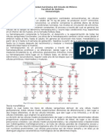 Hematopoyesis