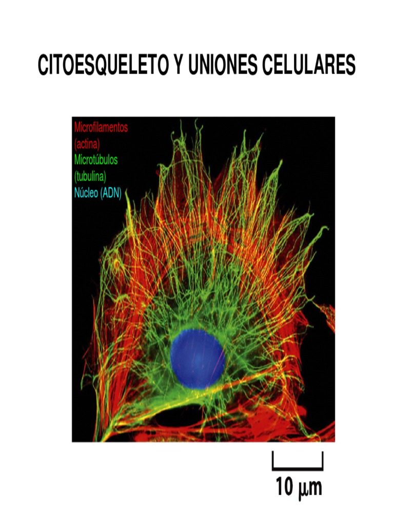 clase-6-citoesqueleto-y-uniones-celulares-pdf-microt-bulos