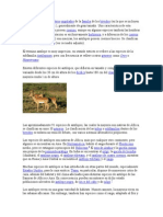 Antilopes y Habitat