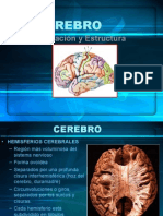 Cerebro y Áreas de Brodmann-Areas-De-brodman