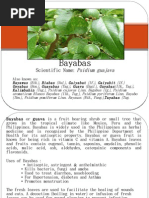 Download Scientific Name Psidium Guajava by neoclint SN27561924 doc pdf