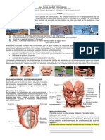 Sistema Muscular