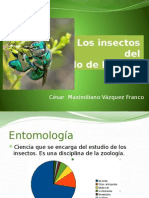Expocisión Insectos de Puebla