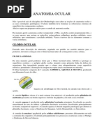 Anatomia Ocular Handout (1)
