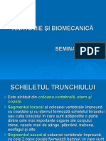 Scheletul Trunchiului