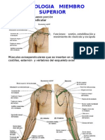 02 - Osteología Miembro Superior